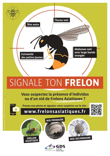 FRELON ASIATIQUE : Signalez sa présence !